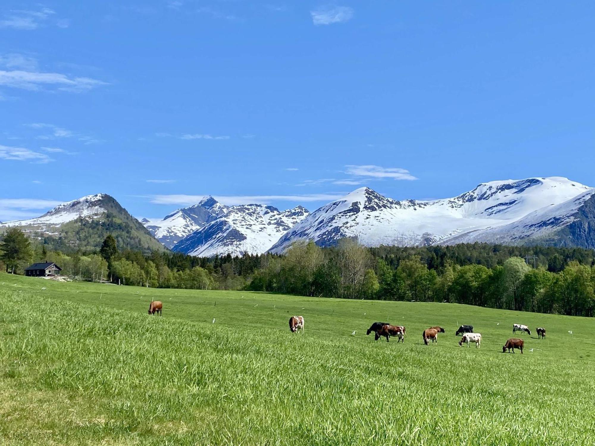 Heinali Hytta Villa Isfjorden Dış mekan fotoğraf